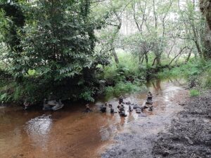 Beekje met stromend water door een bos.