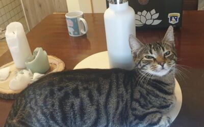 Dieren en vitalisers